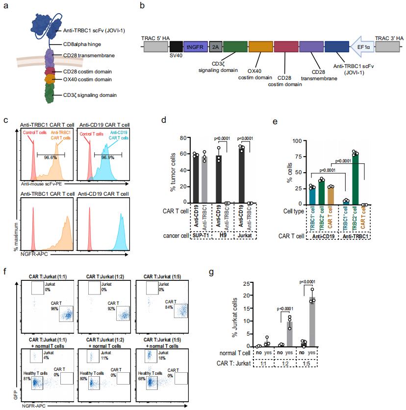 Figure 1. Generation and testing of anti-TRBC1 CAR T cells.