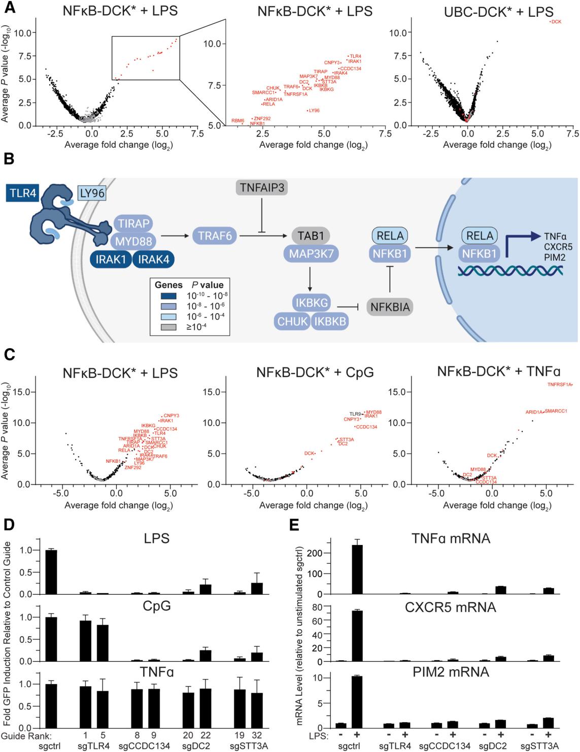 Figure 1. Identification of genes required for NF-κB pathway activity in response to various stimuli. (Lampson, Benjamin L., et al. 2024)