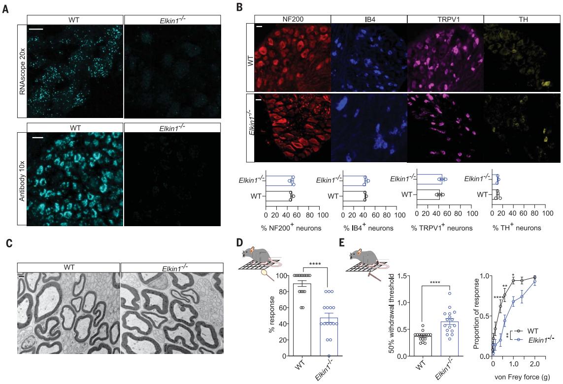 Figure 1. Elkin1 mice are touch insensitive.