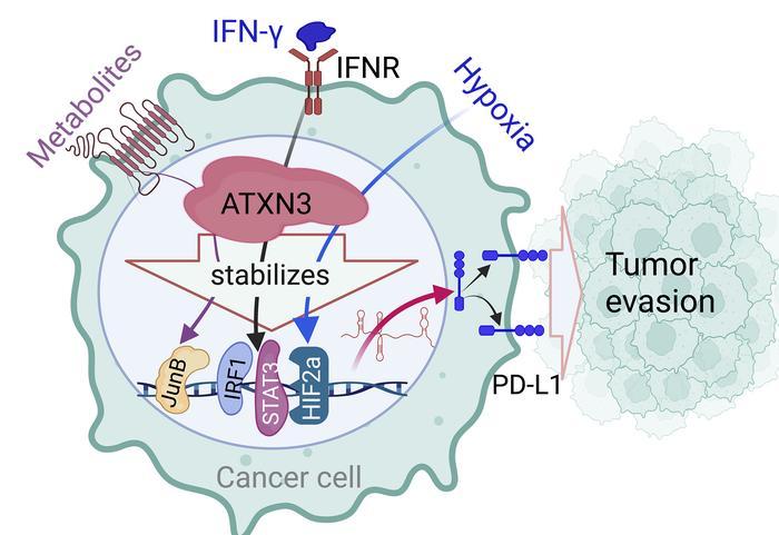 Figure 1. The deubiquitylase ATXN3 as a PD-L1–positive regulator for tumor immune evasion.