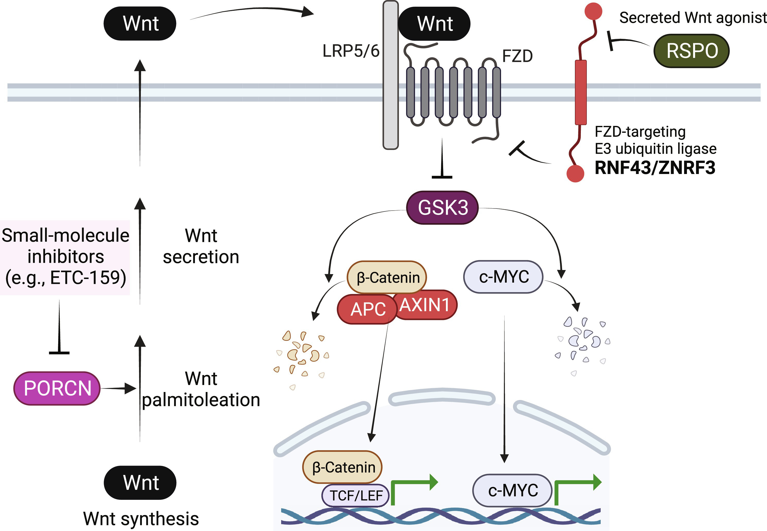 Figure 1. Schematic illustration of the Wnt signaling pathway.