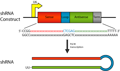 viral expression vector