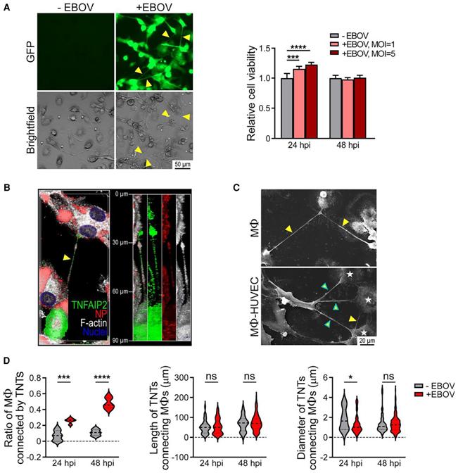 Figure 1. EBOV infection triggers tunneling nanotubes formation.