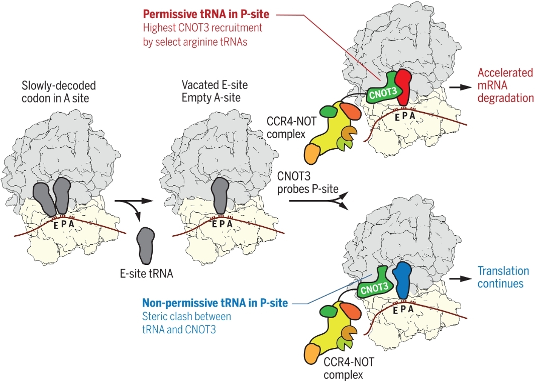 Figure 1.The P-site tRNA governs recruitment of the CCR4-NOT complex to translating ribosomes.
