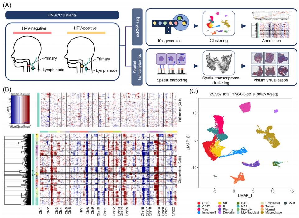 Figure 1. Single cell transcriptional profiling of HNSCC patients.