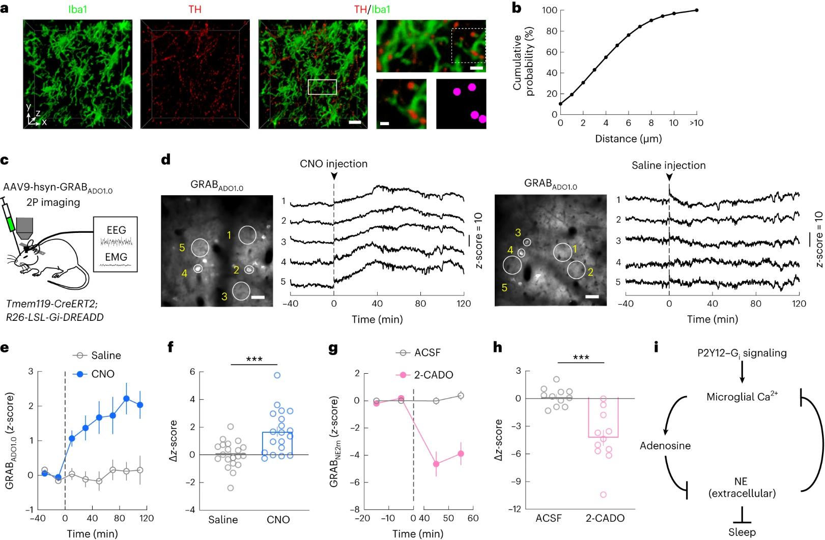 Figure 1. Suppression of NE transmission by microglia Gi signaling is partly mediated by elevated adenosine level.