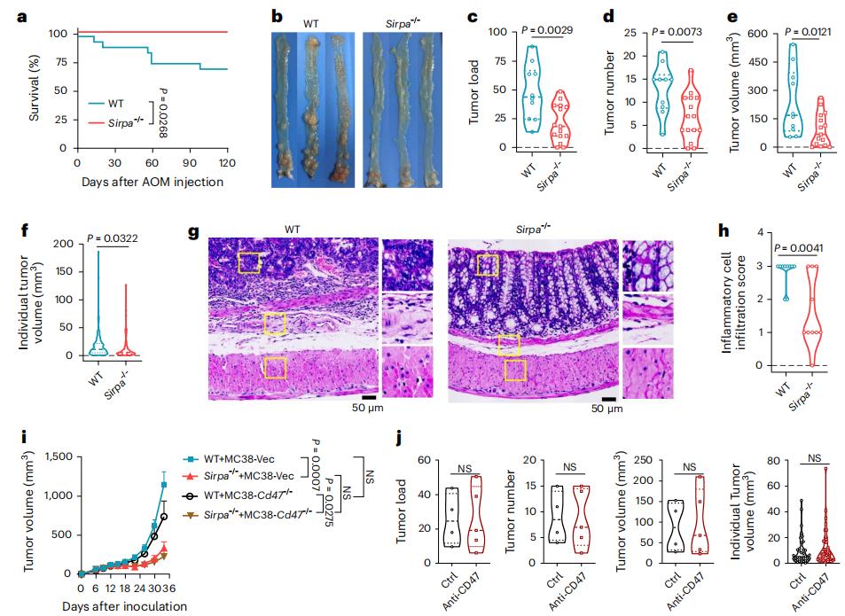 Figure 1. Sirpa deficiency prohibits spontaneous colon cancer development.