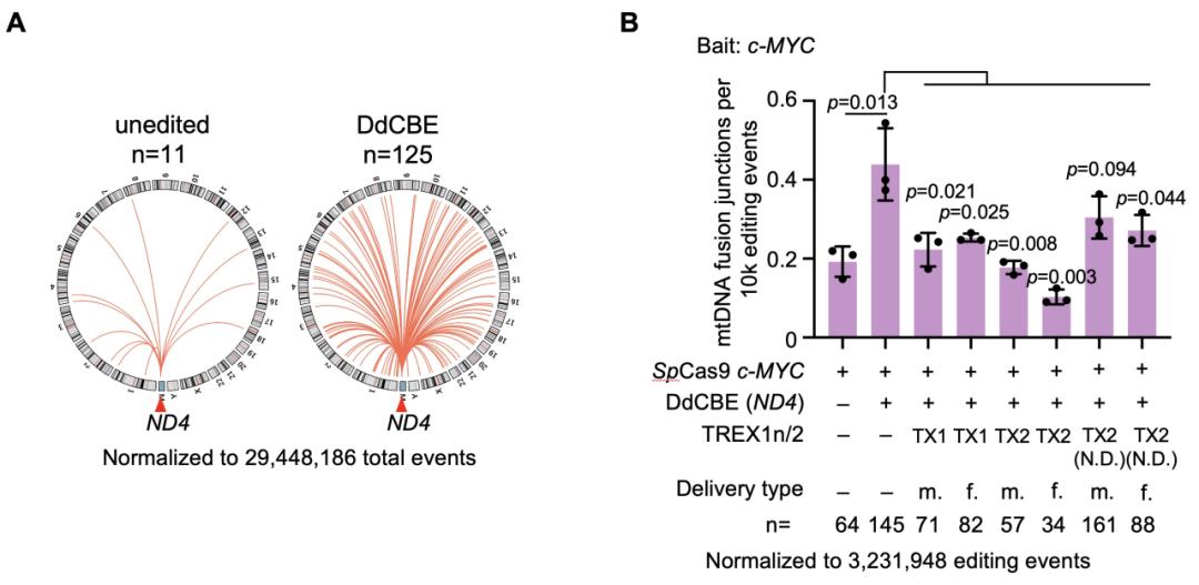 Figure 2. Mitochondrial editors cause the integration of mitochondrial DNA fragments into the nuclear genome.