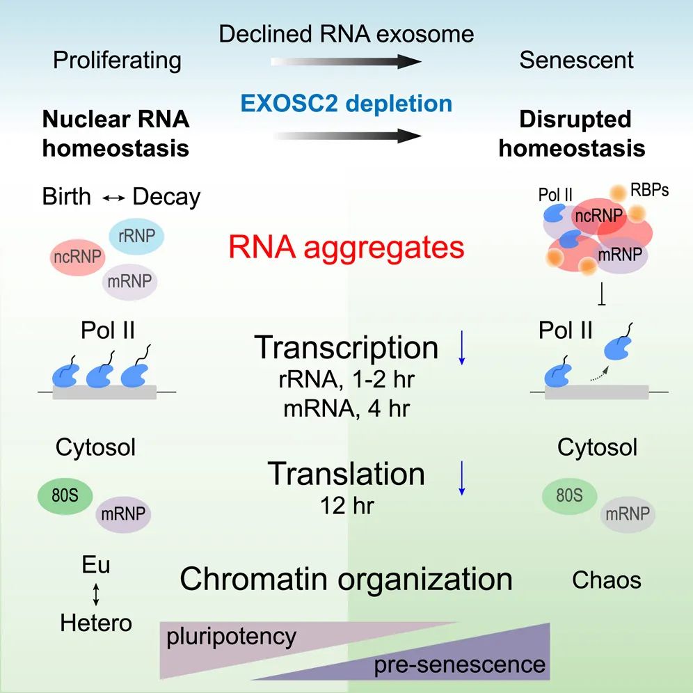 Figure 1. The dynamic turnover of nuclear RNA orchestrates crosstalk between essential processes to optimize cellular function.