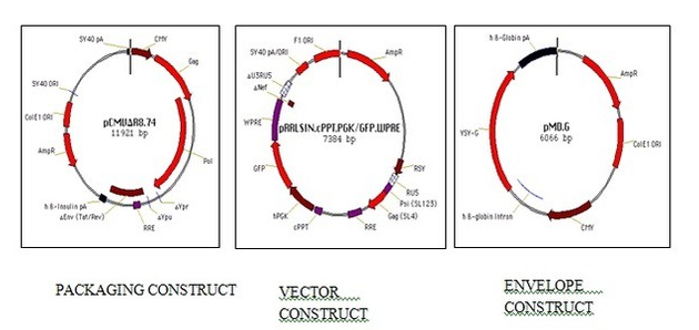 the generation of the recombinant lentivirus