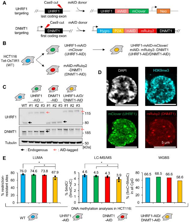 Figure 1. Establishment and validation of endogenous AID-tagged UHRF1 and/or DNMT1 HCT116 cells.