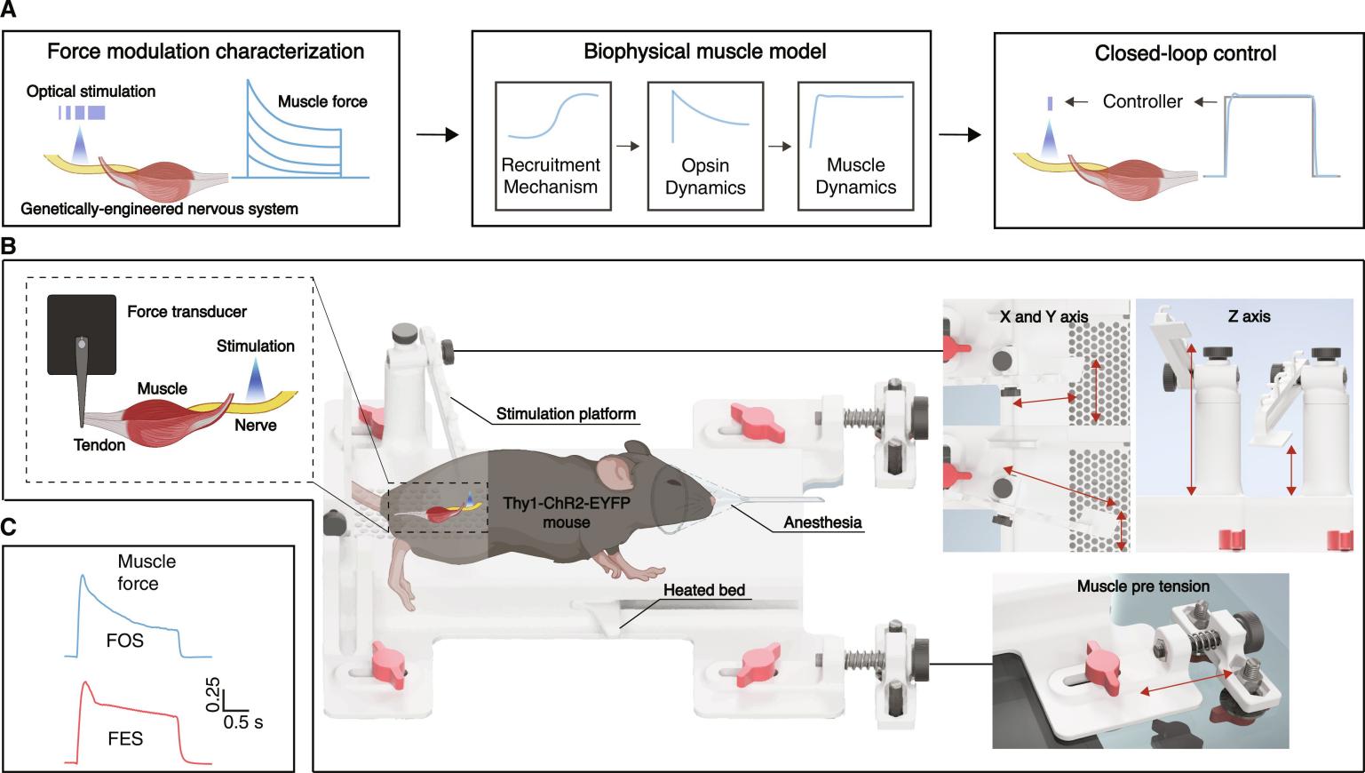 Figure 1. Experimental framework for muscle characterization and control. (Herrera-Arcos G, et al. 2024)