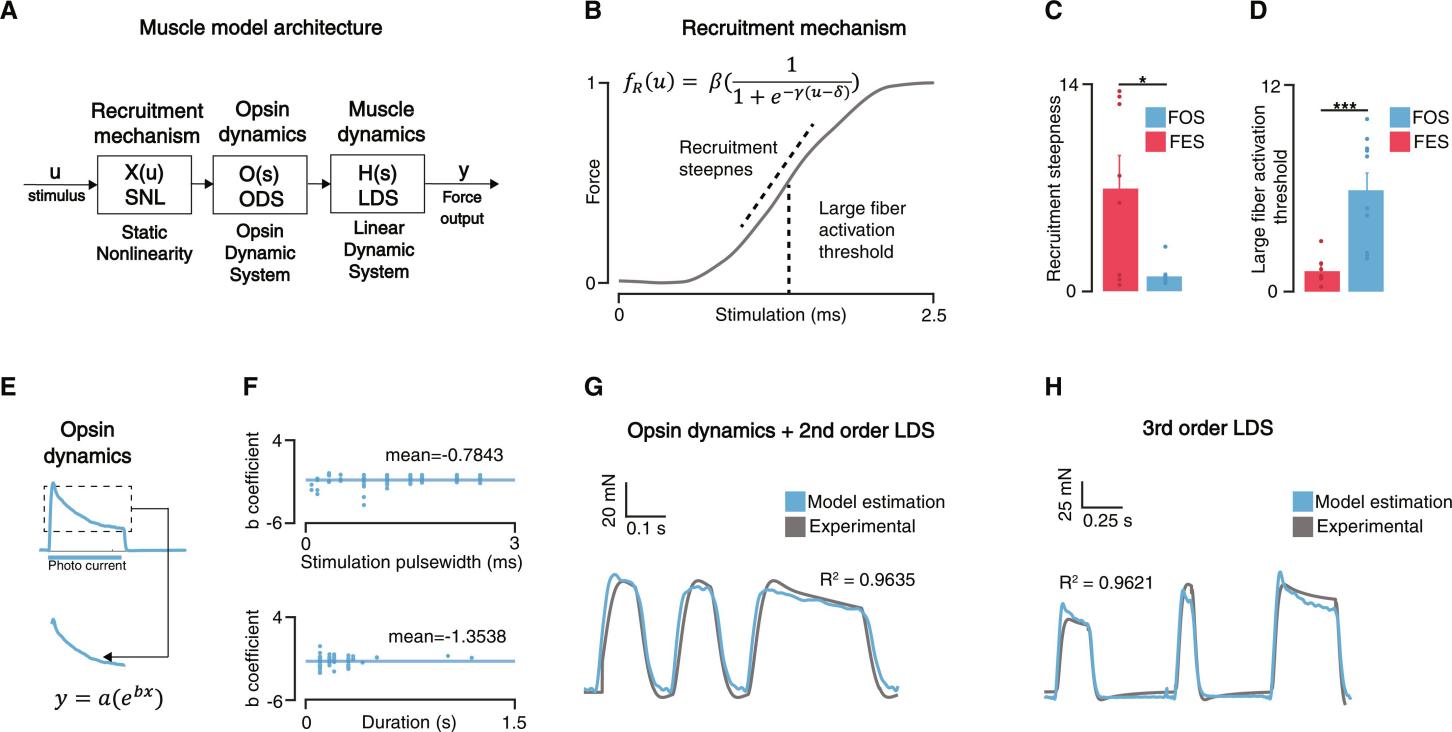 Figure 2. Optogenetically stimulated muscle model. (Herrera-Arcos G, et al. 2024)