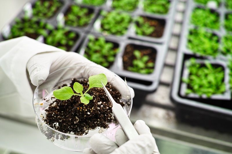 Genome Editing in Plants