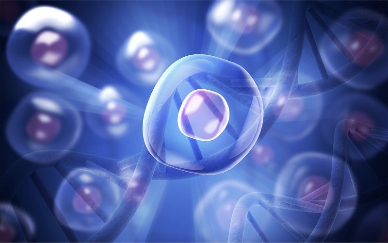 Knockout Cell Line Generation