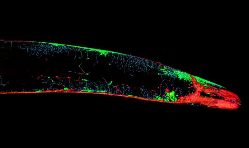 Custom C. elegans Model