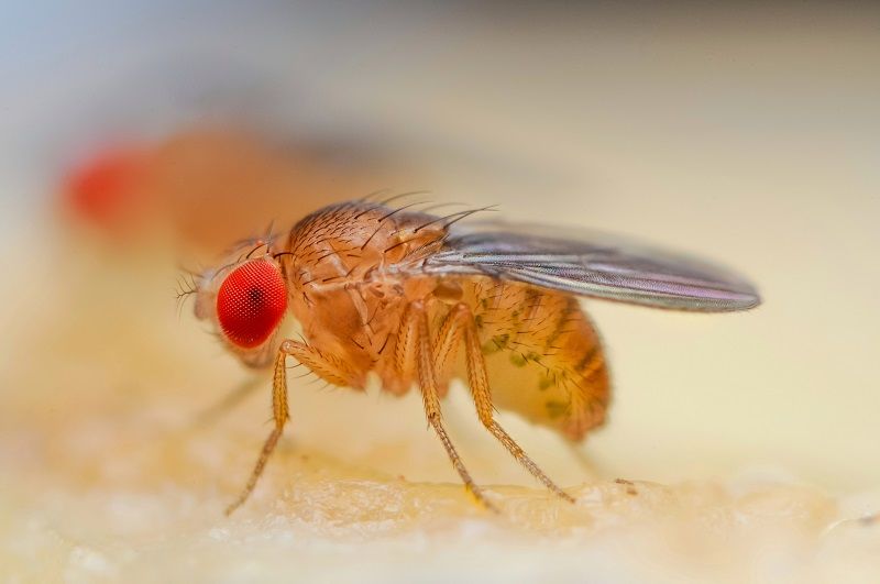 Custom Drosophila Model