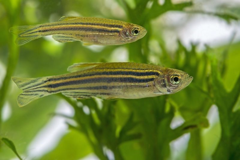 Custom Zebrafish Model