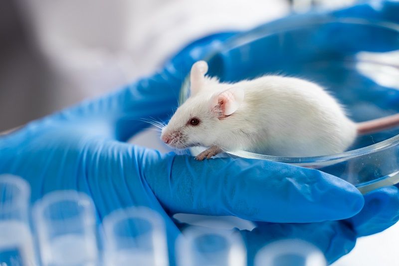 Gene Knockout Mouse Generation