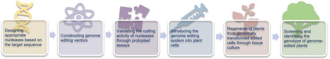 Figure 1 is a self-illustration showing the general workflow of plant genome editing.
