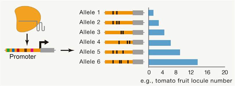 Figure 2-4 are derived from the literature and introduce crop improvement strategies based on genome editing.( doi: 10.1016/j.cell.2021.01.005. Epub 2021 Feb 12.)