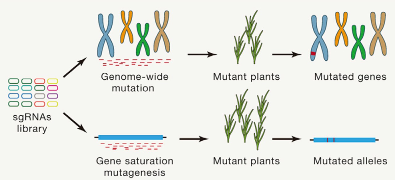 Figure 2-4 are derived from the literature and introduce crop improvement strategies based on genome editing.( doi: 10.1016/j.cell.2021.01.005. Epub 2021 Feb 12.)