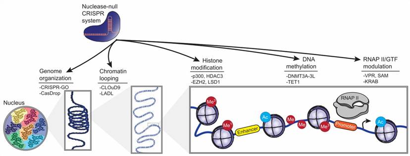 Figure 1 illustrates the versatility of nuclease-null CRISPR/Cas systems, repurposed to manipulate the epigenome across various length scales. (doi: 10.1016/j.tibtech.2020.10.012.)