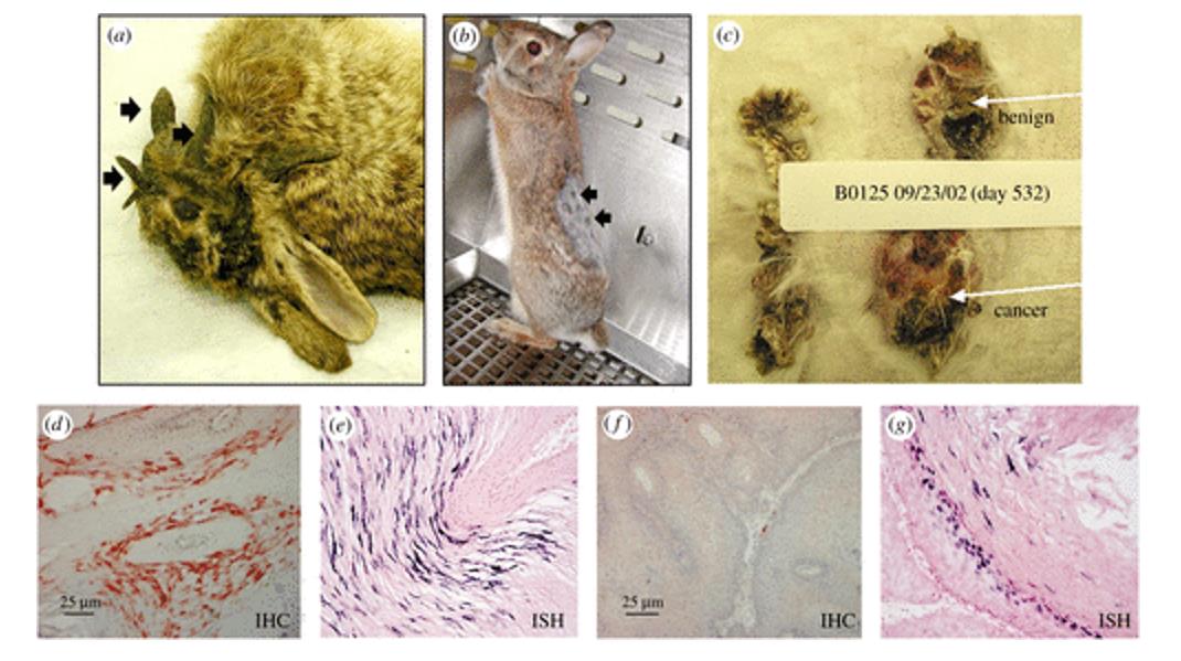 Gross lesions of aortic atherosclerosis in cholesterol-fed rabbits.