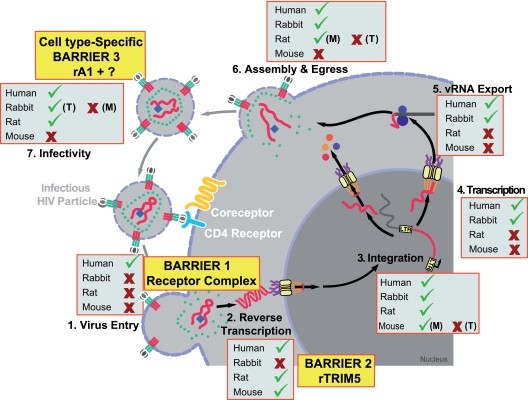 Summary of the efficiency of steps in HIV-1 replication in primary cells of human, rat, mouse, and rabbit origins.