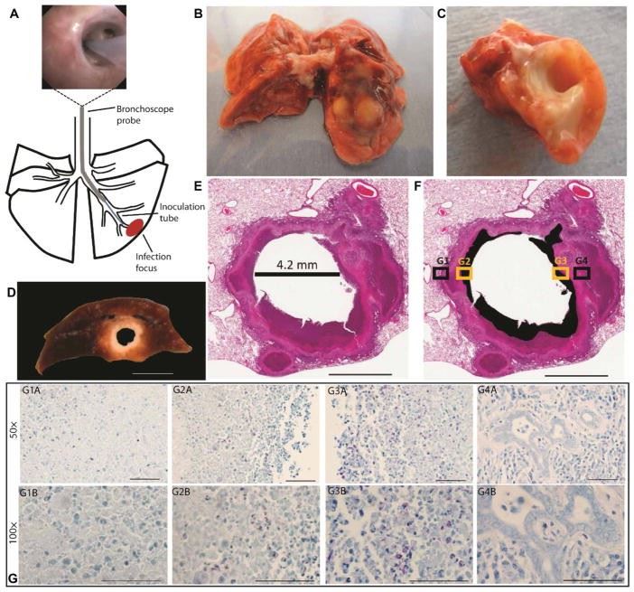 Disease lesions in the rabbit model of pulmonary cavitary TB.