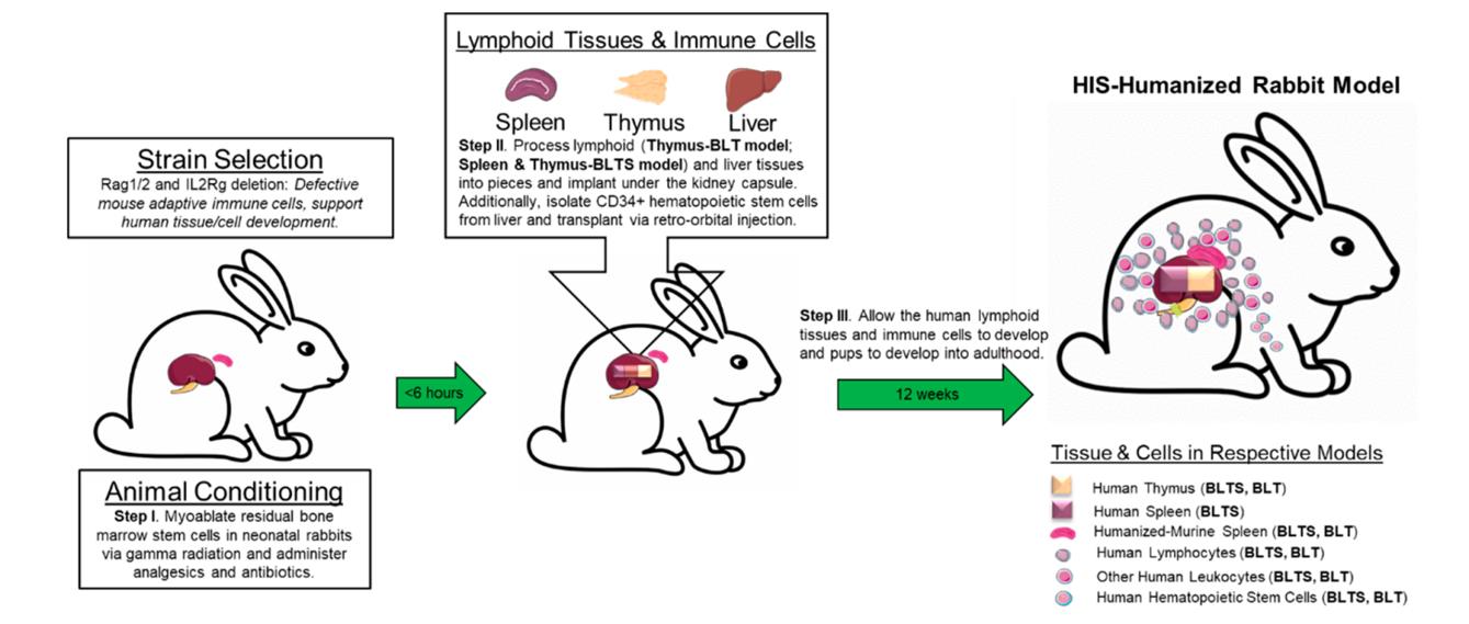 Illustration of the construction of the human immune system (HIS)-humanized rabbit models.