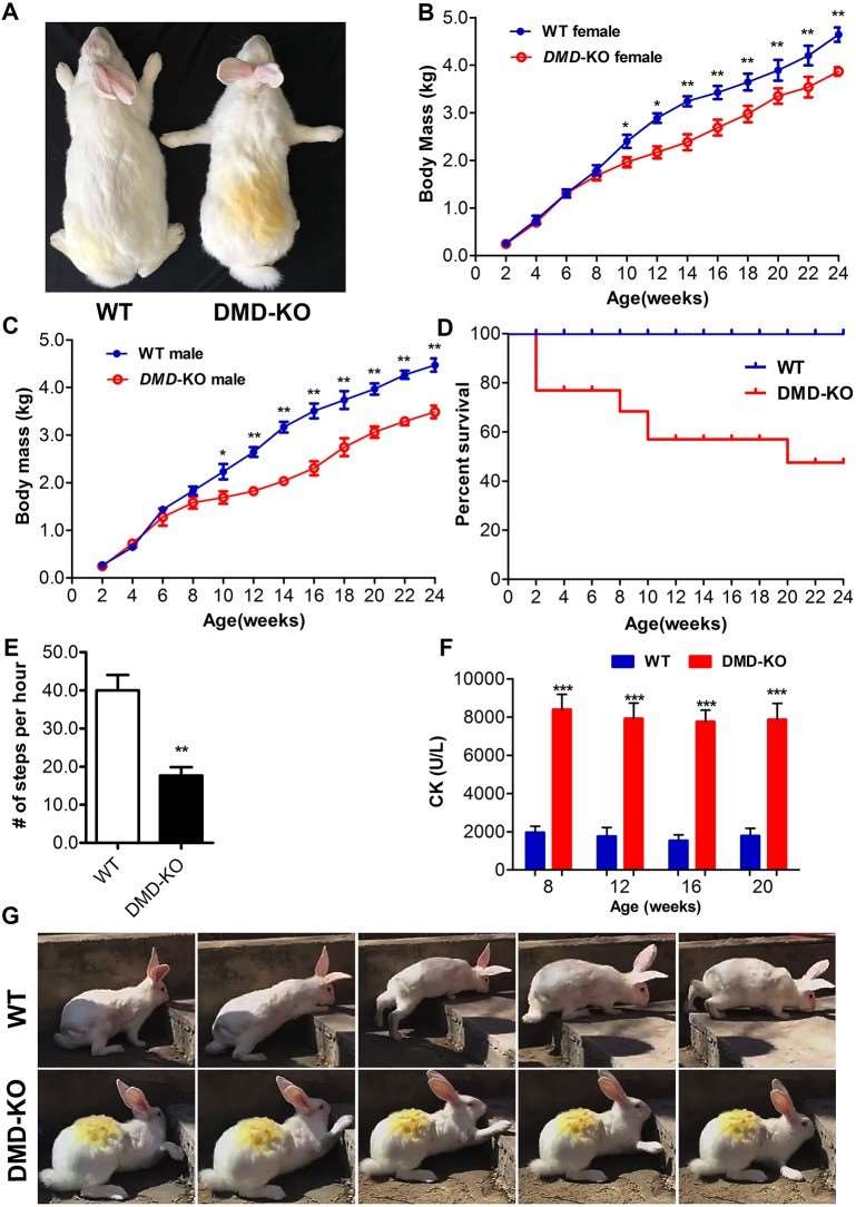 Impaired physical activity in DMD KO rabbits.