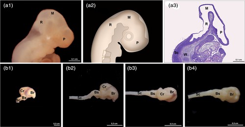 Development of the central nervous system in New Zealand rabbits.