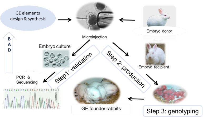 Illustration of GE rabbit production.