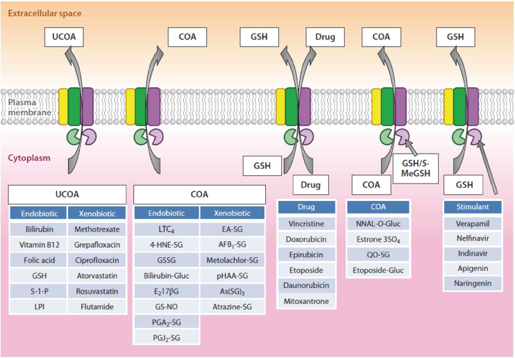 Transport mechanisms of MRP1/ABCC1.