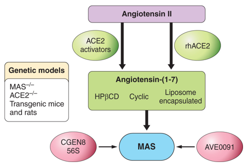 Pharmacological and genetic tools for the study of the ACE2/angiotensin-(1–7)/Mas axis.