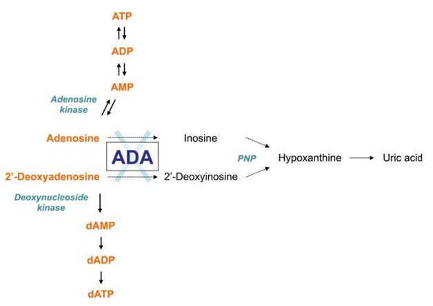 The adenosine deaminase (ADA) metabolism 