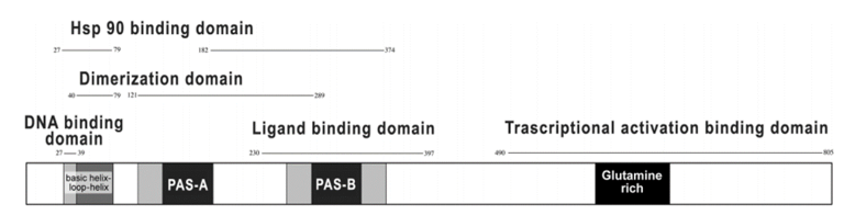 Main domains in the AHR protein 