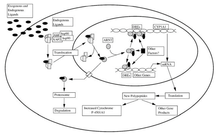 The molecular mechanism of activation of gene expression by the AHR 