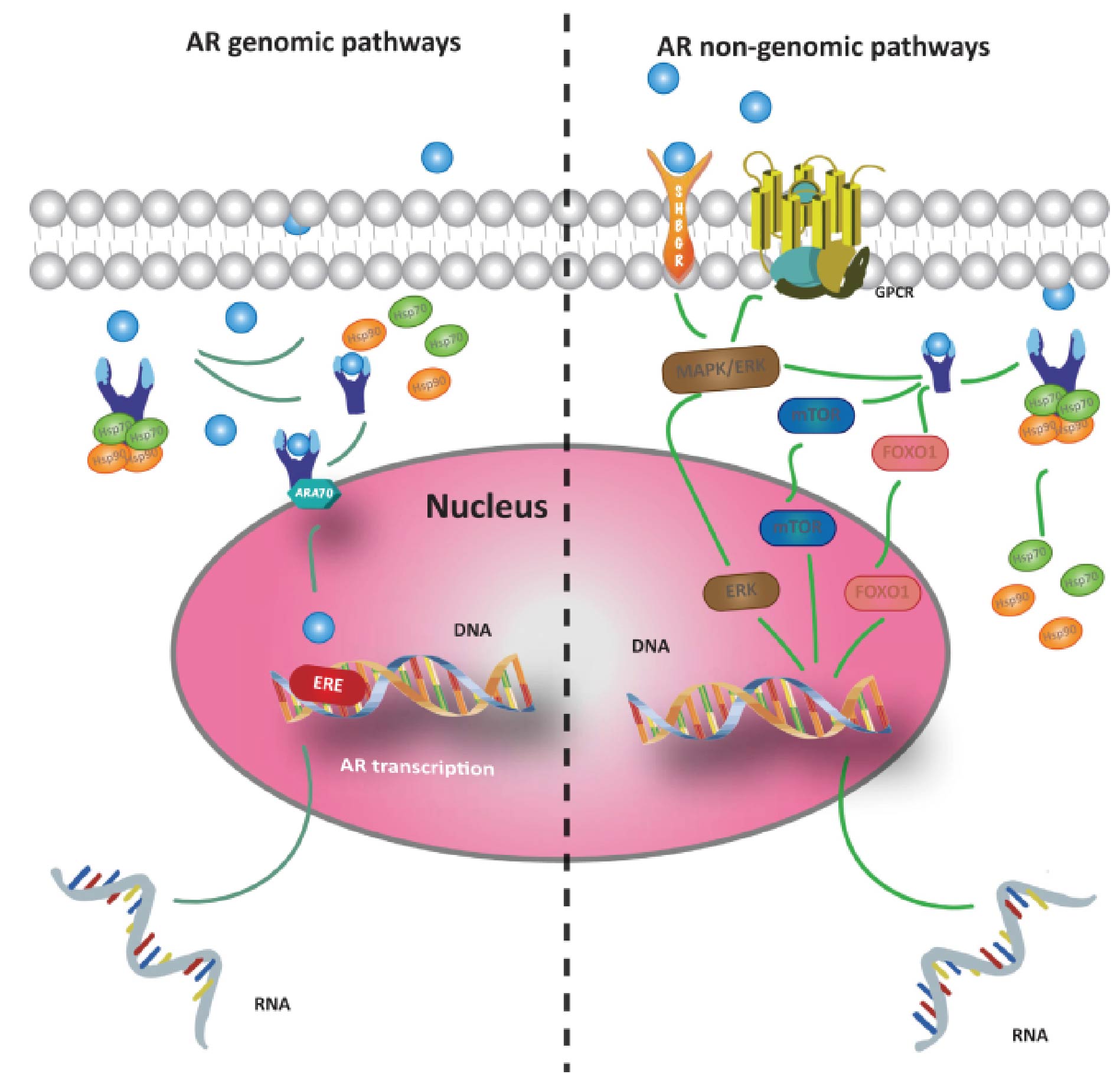 Androgen receptor activation.