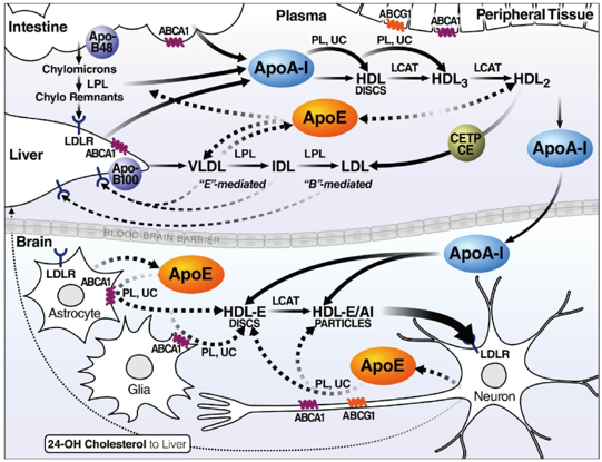 ApoE Gene Editing