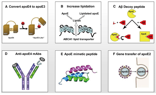 ApoE Gene Editing