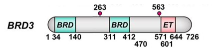 The structure of BRD3 