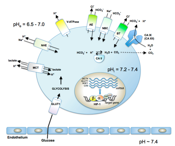 Proteins involved in pH regulation in tumors 