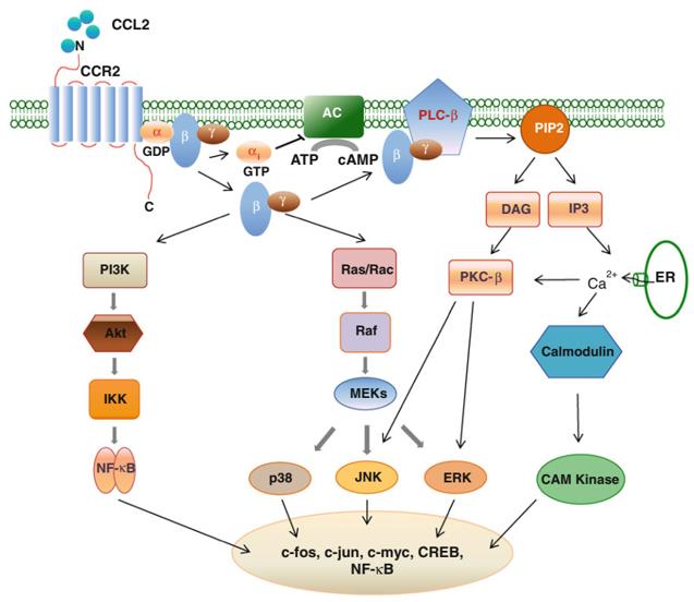 Schematic diagram of the CCL2/CCR2 intracellular signaling pathways.