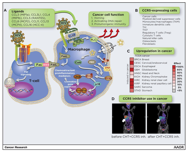 CCR5 signaling in immune and cancer cells 