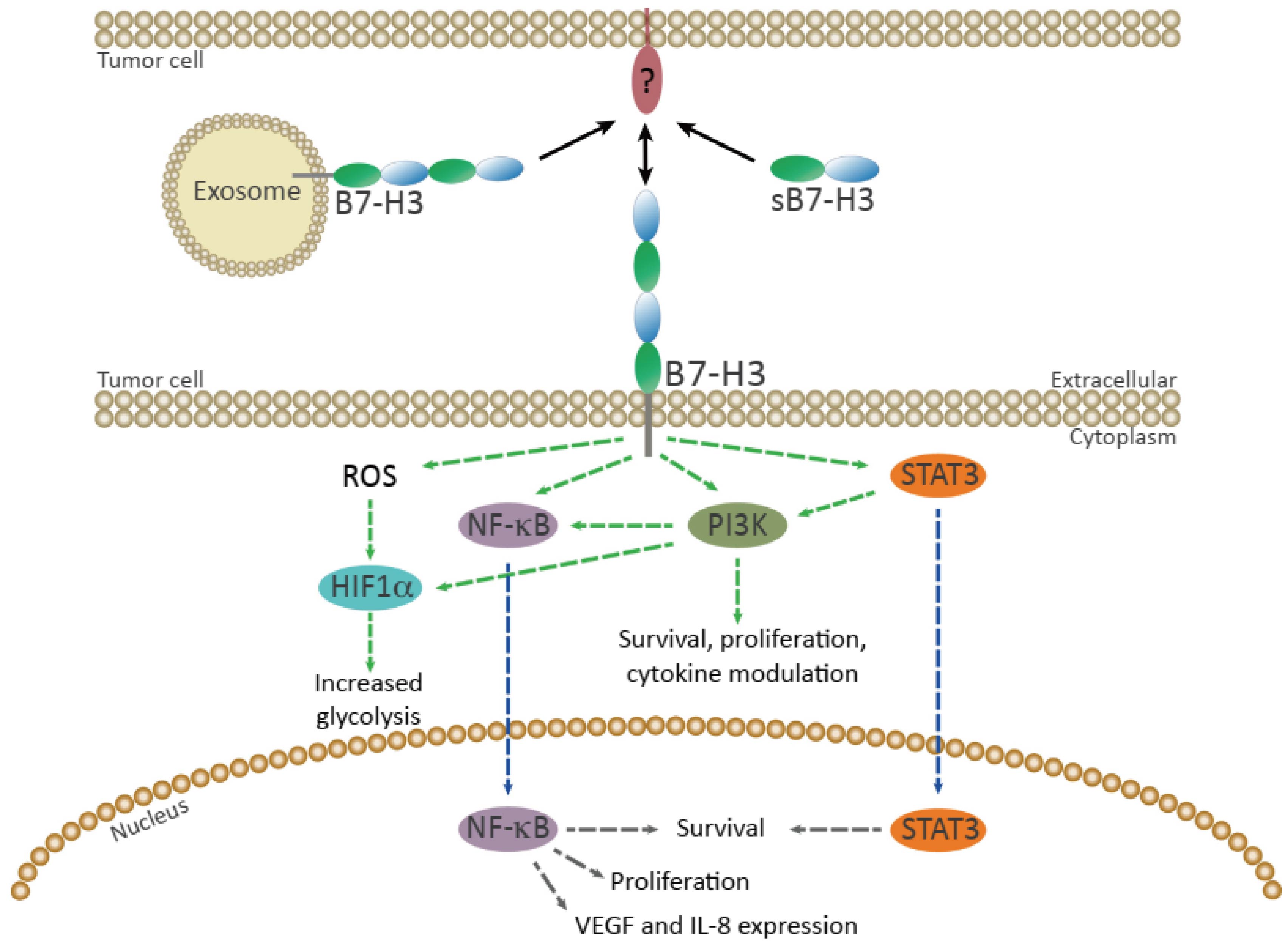 Schematic Overview of B7-H3 Signaling in Tumor Cells.