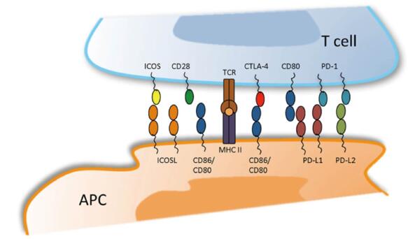  Shared interactions between CD28 and CTLA-4 family members.