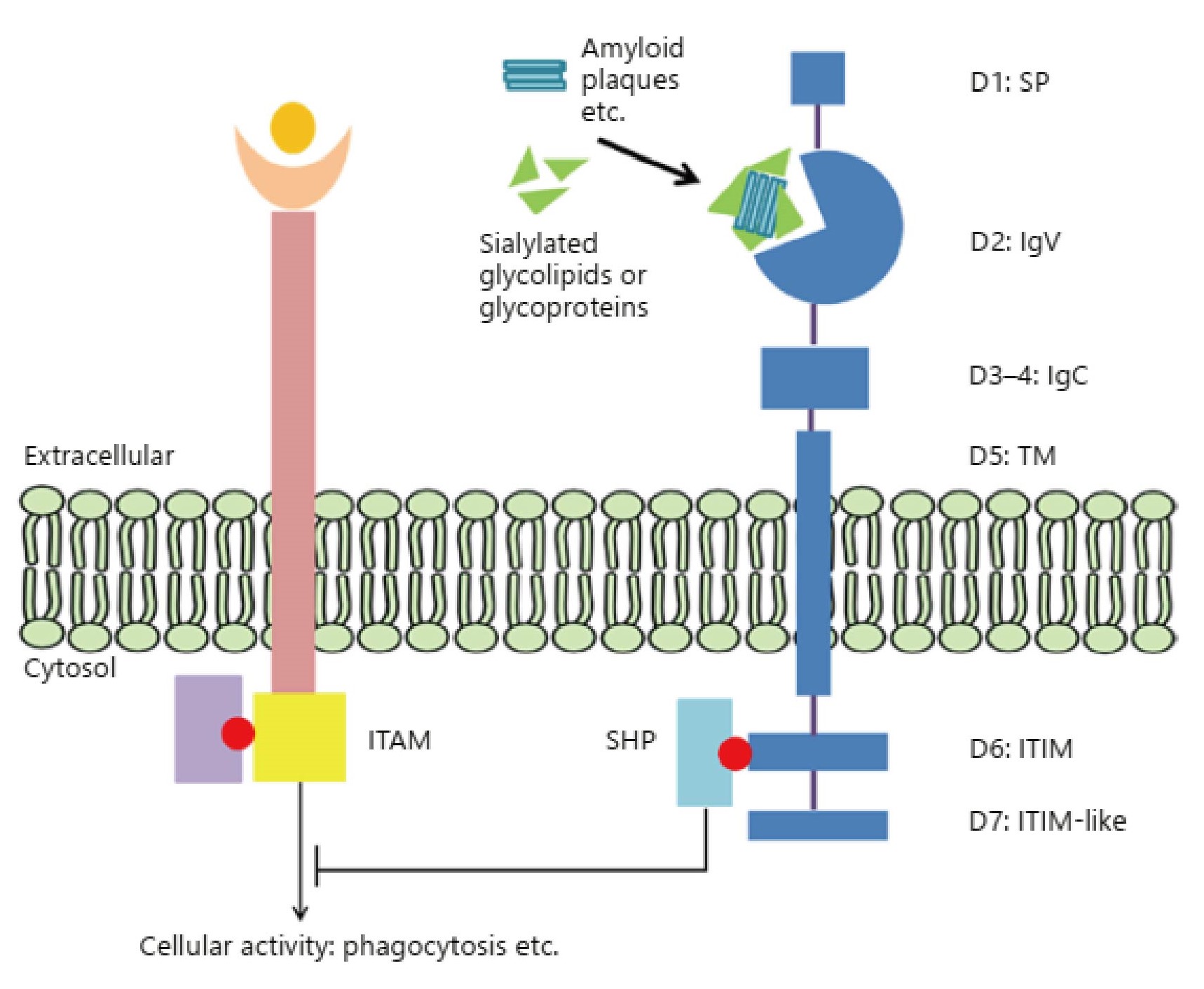 CD33 Gene Editing