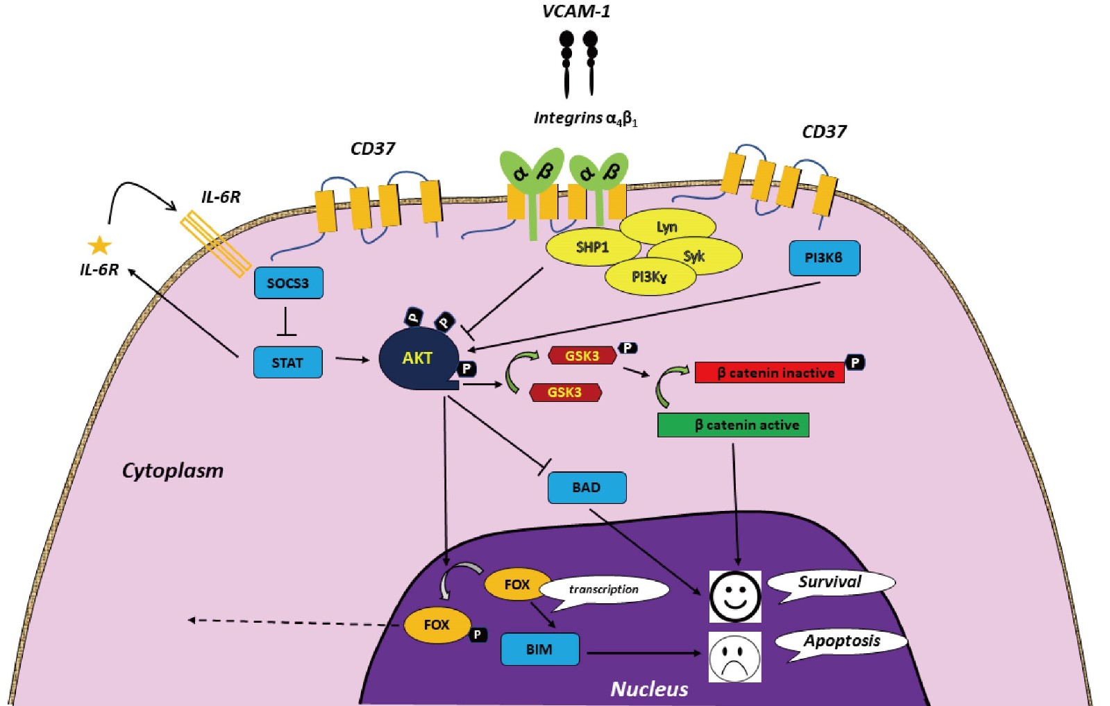 CD37 Gene Editing